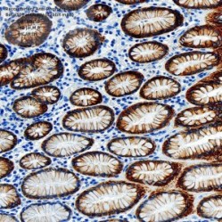 Recombinant Anti-Phospho-GSK3 Beta(S9) antibody (Rabbit mAb)