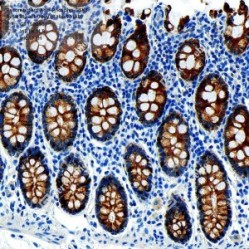 Recombinant Anti-Phospho-GSK3 Beta(S9) antibody (Rabbit mAb)