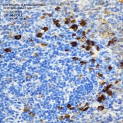 Anti-Phospho-S6 Ribosomal Protein (S235/S236) Rabbit pAb