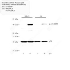 Recombinant...