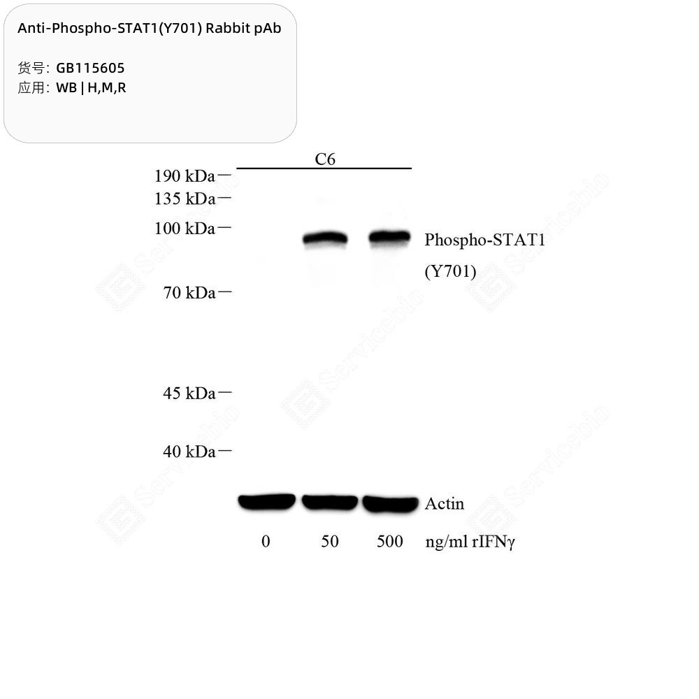Anti-Phospho-STAT1(Y701) Rabbit pAb
