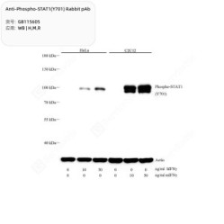 Anti-Phospho-STAT1(Y701) Rabbit pAb