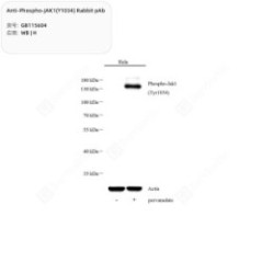 Anti-Phospho-JAK1(Y1034)...