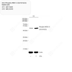 Anti-Phospho-MEK1/2 (S218/S222) Rabbit pAb