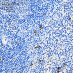 Anti-Phospho-S6 Ribosomal Protein (S235/S236) Rabbit pAb