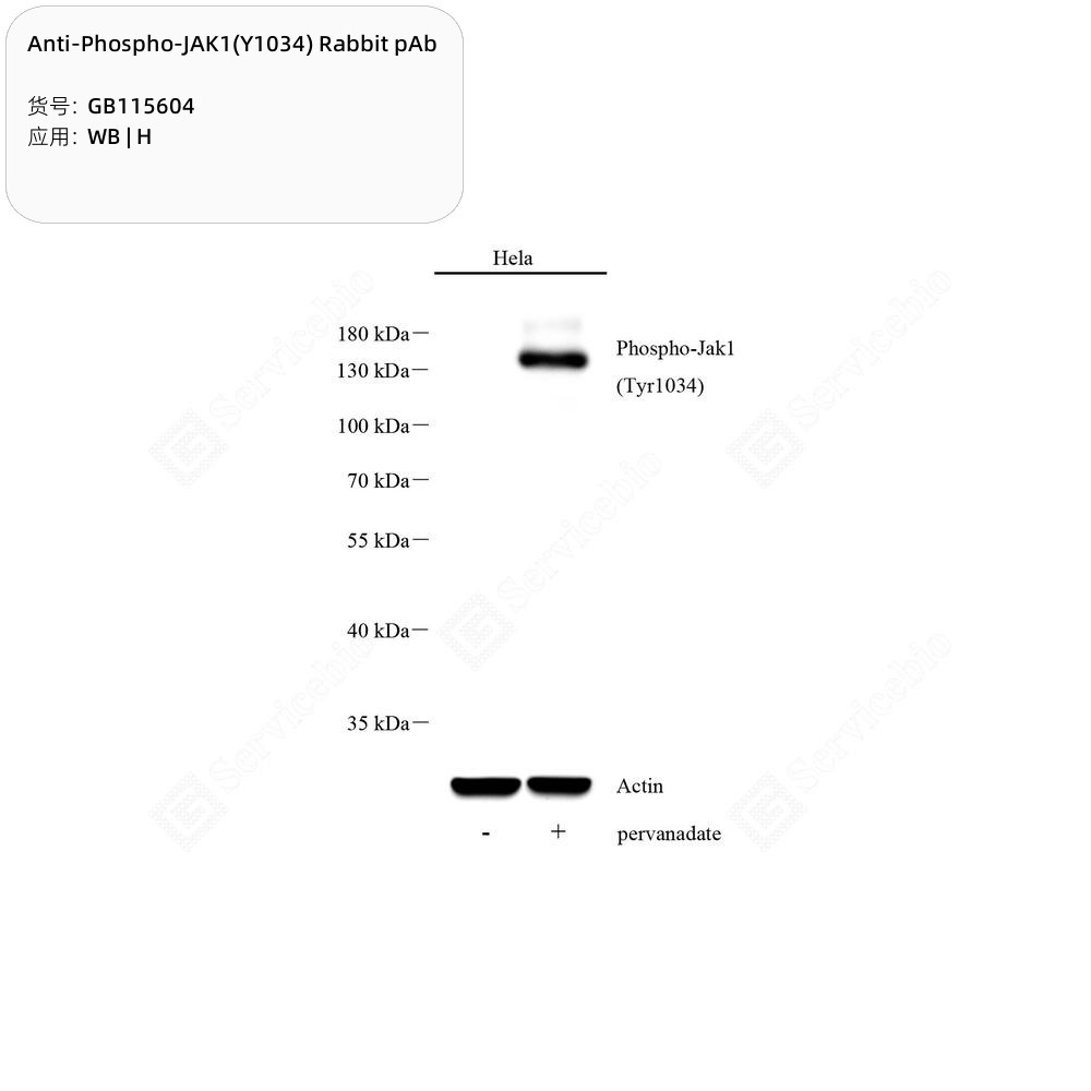 Anti-Phospho-JAK1(Y1034) Rabbit pAb