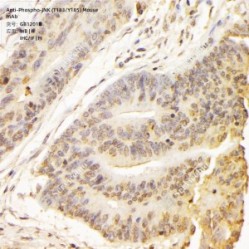 Anti-Phospho-JNK (T183/Y185) Mouse mAb