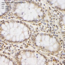Anti-Phospho-JNK (T183/Y185) Mouse mAb