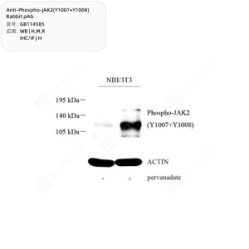Anti-Phospho-JAK2(Y1007+Y1008) Rabbit pAb