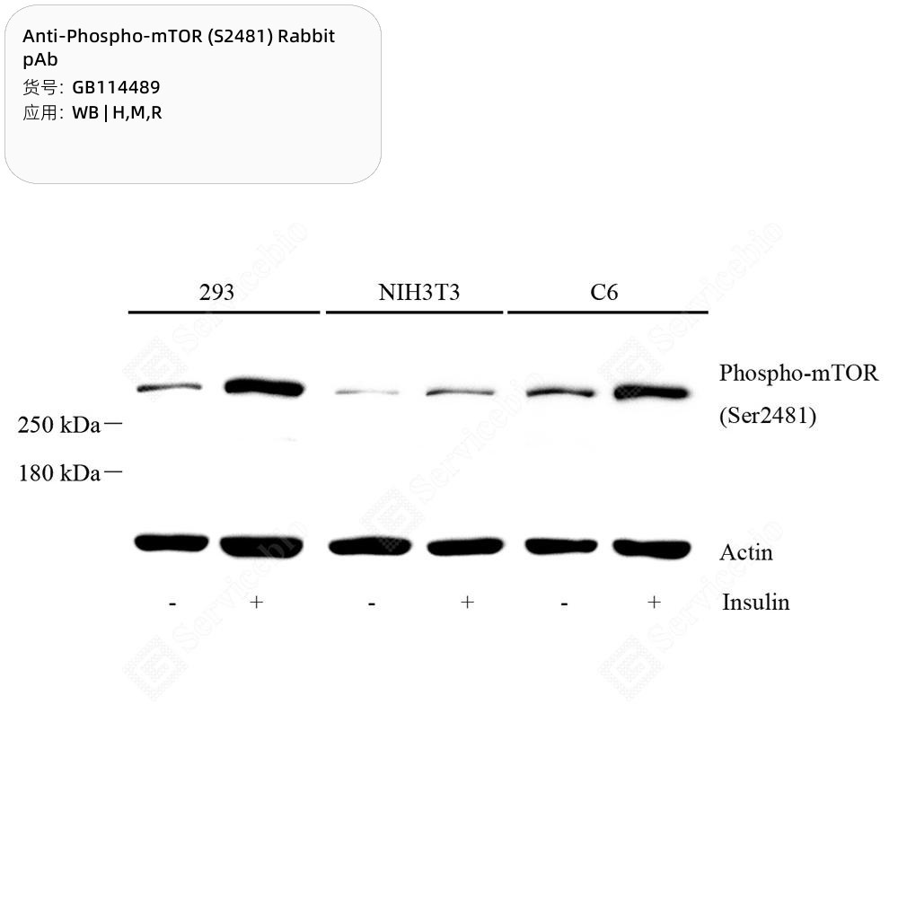 Anti-Phospho-mTOR (S2481) Rabbit pAb