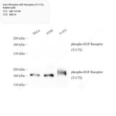 Anti-Phospho-EGF Receptor...