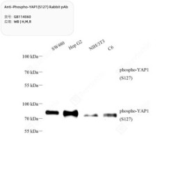 Anti-Phospho-YAP1(S127) Rabbit pAb