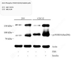 Anti-Phospho-FOXO1(S256) Rabbit pAb
