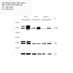 Anti-Phospho-ERK1 (T202/Y204) + ERK2 (T185/Y187) Rabbit pAb