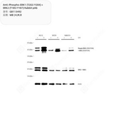 Anti-Phospho-ERK1 (T202/Y204) + ERK2 (T185/Y187) Rabbit pAb