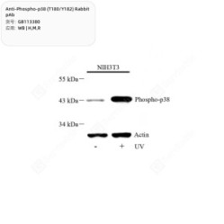 Anti-Phospho-p38 (T180/Y182) Rabbit pAb