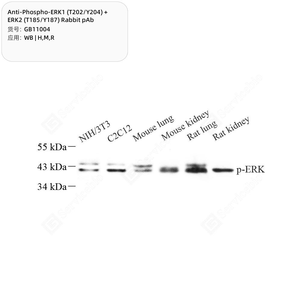 Anti-Phospho-ERK1 (T202/Y204) + ERK2 (T185/Y187) Rabbit pAb