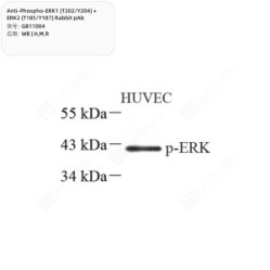 Anti-Phospho-ERK1 (T202/Y204) + ERK2 (T185/Y187) Rabbit pAb