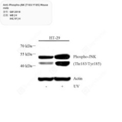 Anti-Phospho-JNK...