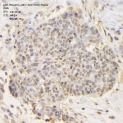 Anti-Phospho-JNK (T183/Y185) Mouse mAb