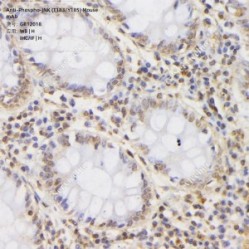 Anti-Phospho-JNK (T183/Y185) Mouse mAb
