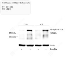 Anti-Phospho-mTOR(S2448) Rabbit pAb