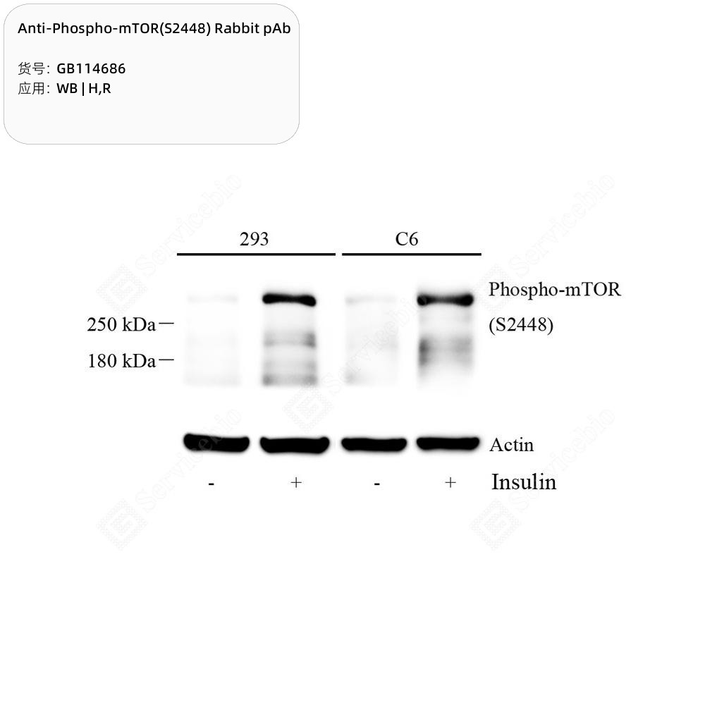 Anti-Phospho-mTOR(S2448) Rabbit pAb