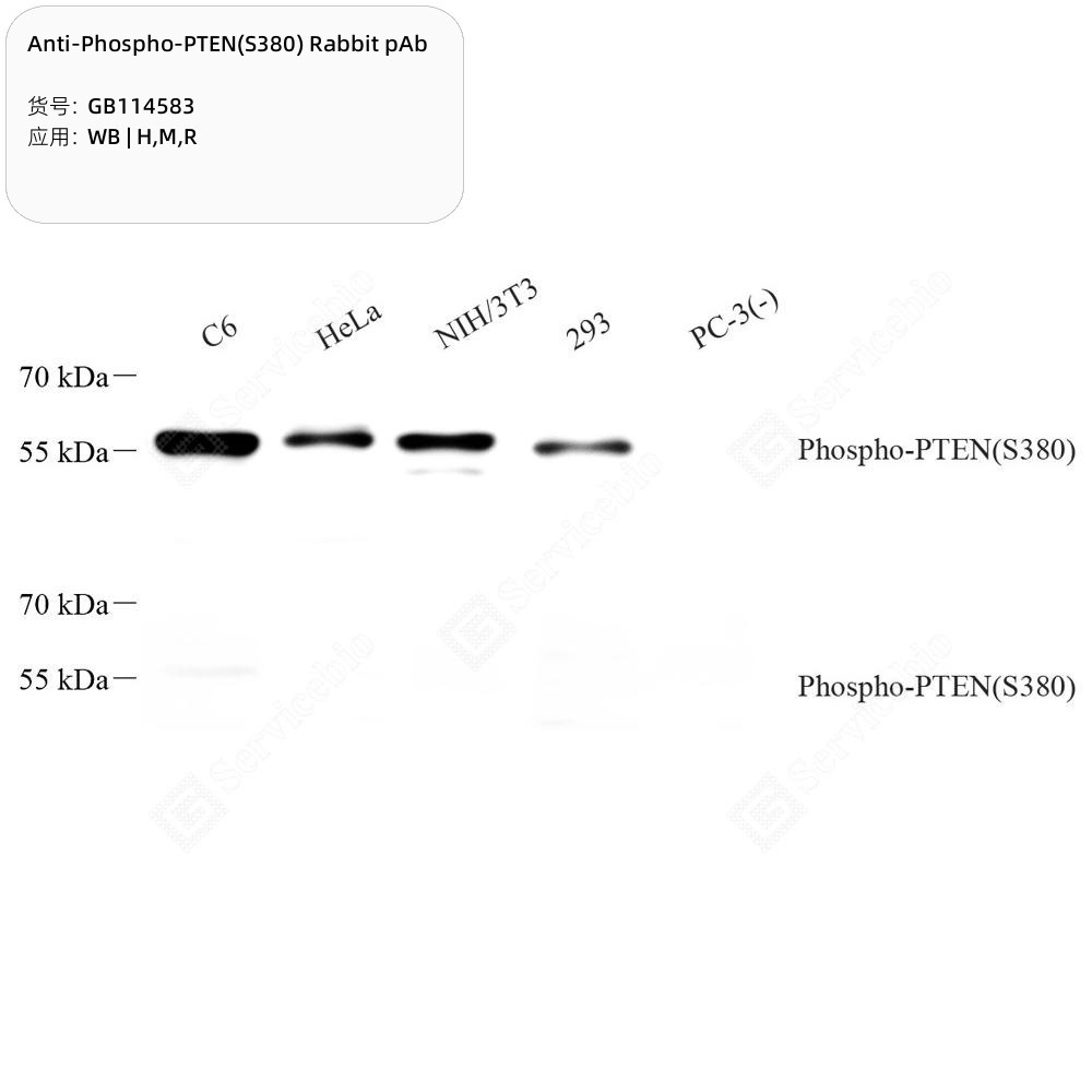 Anti-Phospho-PTEN(S380) Rabbit pAb