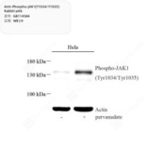 Anti-Phospho-JAK1(Y1034/Y10...