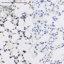 Anti-Phospho-CREB (S133) Rabbit pAb