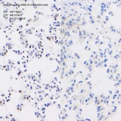 Anti-Phospho-CREB (S133) Rabbit pAb