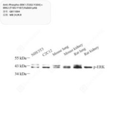 Anti-Phospho-ERK1...