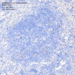 Recombinant Anti-RUNX2 antibody (Rabbit mAb) - 50 µL