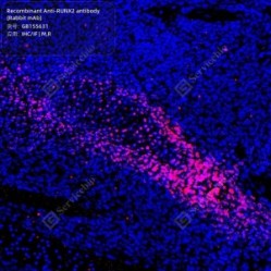Recombinant Anti-RUNX2 antibody (Rabbit mAb) - 50 µL