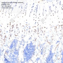 Recombinant Anti-RUNX2 antibody (Rabbit mAb) - 100 µL