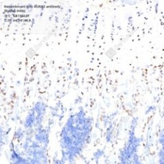Recombinant Anti-RUNX2...