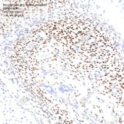 Recombinant Anti-RUNX2 antibody (Rabbit mAb) - 100 µL
