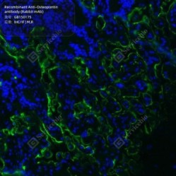 Recombinant Anti-Osteopontin antibody (Rabbit mAb) - 50 µL