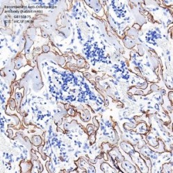Recombinant Anti-Osteopontin antibody (Rabbit mAb) - 100 µL