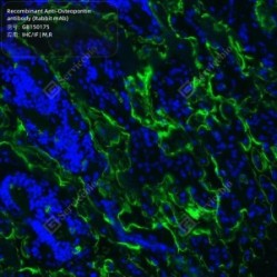 Recombinant Anti-Osteopontin antibody (Rabbit mAb) - 100 µL