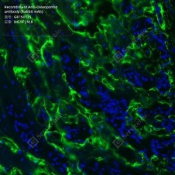 Recombinant Anti-Osteopontin antibody (Rabbit mAb) - 100 µL