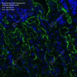 Recombinant Anti-Osteopontin antibody (Rabbit mAb) - 100 µL