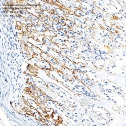Recombinant Anti-Osteopontin antibody (Rabbit mAb) - 100 µL