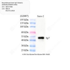 Recombinant...