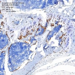 Recombinant Anti-Sp7/Osterix antibody (Rabbit mAb) - 100 µL