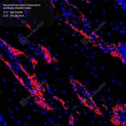 Recombinant Anti-Osteocalcin antibody (Rabbit mAb) - 50 µL