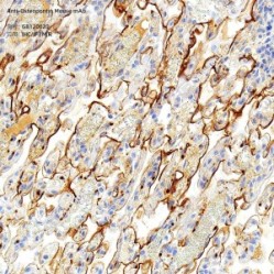 Anti-Osteopontin Mouse mAb - 50 µL