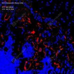 Anti-Osteopontin Mouse mAb - 50 µL