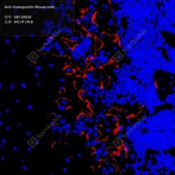 Anti-Osteopontin Mouse mAb - 50 µL