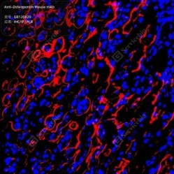Anti-Osteopontin Mouse mAb - 50 µL